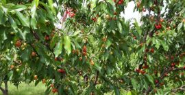 Cerezas variedad Earlly Red, período de maduración 18-25 de