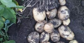 El precio no incluye transporte.