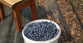 Venderé arándanos en la versión Duke. Grandes y sabrosos