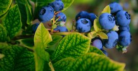 Compraré y llegaré a un cliente en la Voivodato