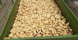 Calidades disponibles de papas de alta calidad (sunita, aliant,