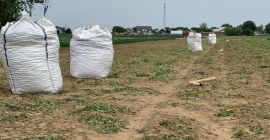 Papas para vender en BigBags. Podemos ofrecer alrededor de