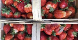Venderé fresas, preferiblemente a Katowice