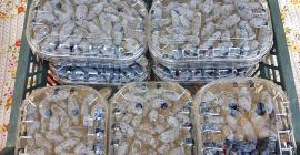 Venderé bayas de Kamchatka de mi propio huerto. Postres