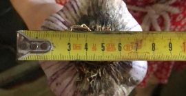 Ajo morado con un diámetro de 7 que es