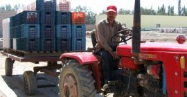También podemos suministrarle TOMATES FRESCOS Y SECOS.