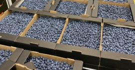 Ofrecemos arándanos en estos envases: - 3 kg a