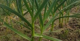 Venderé grandes cantidades de ajo Harnaś - del campo