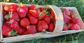 para la venta fresas orgánicas de una granja que