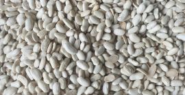 Estoy vendiendo frijoles seleccionados, frijoles blancos al precio de