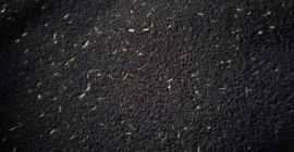 Compramos semillas de colza a los agricultores polacos.