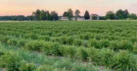 Agricultura ecológica. Certificado TÜV Rheinland. Investigación disponible para ver.
