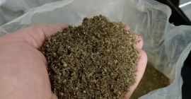 alrededor de 5 toneladas de inflorescencia de cannabis orgánico