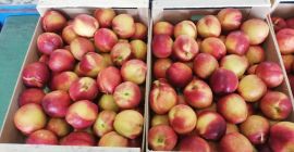 ¡Entregas directas de duraznos desde Grecia! La temporada comienza.