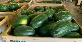 ¡Entregas directas de sandías y melones desde Grecia! Estaremos