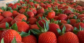 ¡Entregas directas de fresas desde Grecia! La temporada comienza.