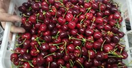 ¡Suministro directo de cerezas desde Grecia! La temporada comienza.