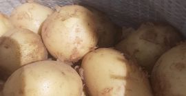 ¡Entregas directas de papas desde Grecia! La temporada comienza.