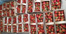 Venderé fresas frescas y sabrosas. Precio negociado. Número de