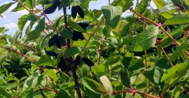 Hola, venderé bayas frescas de Kamchatka. Cosecha manual o