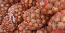 Cebollas frescas de Uzbekistán de primera calidad. Por un