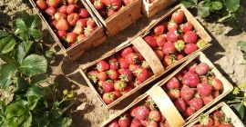 Venderé fresas grandes y bonitas, rumba y miel, opción