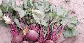 Vendo remolacha roja, cantidad 15 toneladas