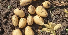 Vendo una nueva papa (RIVIERA), producción 2020. Rumania Galati