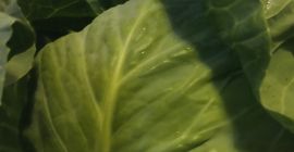 Tejido a mano, criado en tierra de silicio. De