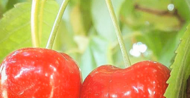 Los invito a la cooperación. Venta al por mayor