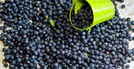 Hola. Compraremos bayas - Podlasie, Mazowieckie, Łódzkie, Kujawsko -