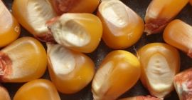 Venta de maíz de vidrio - 160 toneladas de