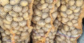 Venderé papas nuevas. Una bolsa de 15 kg de