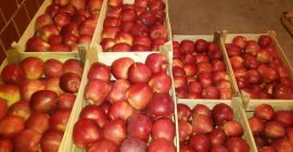 Vendemos manzanas frescas contáctenos por correo electrónico sales@visolgor-srl.com para