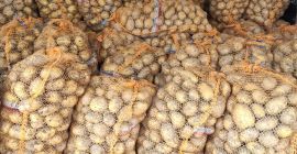 Vendemos uvas frescas de calidad contáctenos directamente por correo