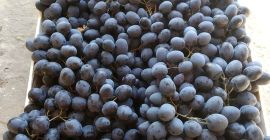 Vendemos KIWI de calidad fresca, contáctenos directamente por correo