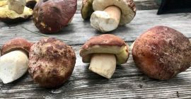 Vendemos boletus, rebozuelos y champiñones en forma fresca y