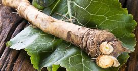 Venderé raíz de rábano picante.