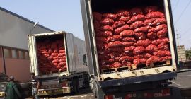 Papa temprana Clase I. Cantidades al por mayor. Contacto