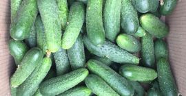 Pepino Calibre 8-14. De Pepino Calibre 8-14. De la máxima calidad.