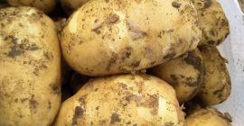 Papas a la venta directamente del fabricante, varias variedades.