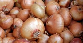 tenemos una cosecha fresca de cebolla roja y amarilla,