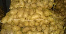 tenemos una cosecha fresca de cebolla roja y amarilla,