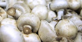 tenemos setas a la venta Calibre: 55+ contacte directamente,