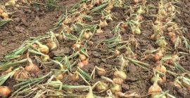 Venderé cebollas frescas directamente de un productor en Ucrania.