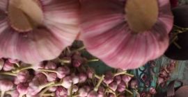 Estamos vendiendo ajo de primera clase de Egipto con