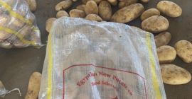 Estamos vendiendo papas de primera clase de Egipto con