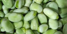 Estamos vendiendo habas de primera clase de Egipto con