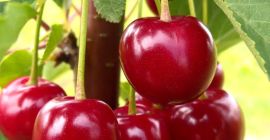 Nadwiślanka Cherry EKO Fruta combinada Pregunte sobre el transporte