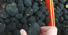 Hola, tenemos trufas de verano españolas frescas a la